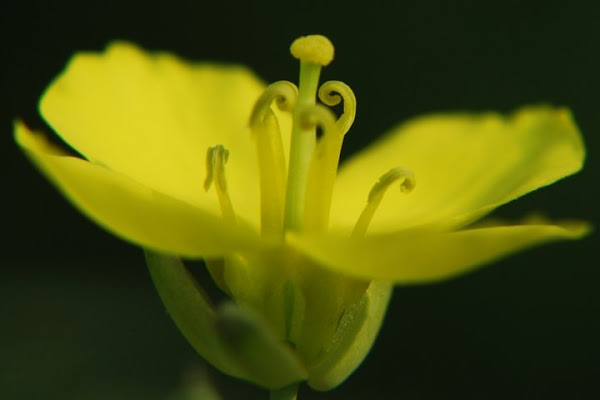 Rucola in fiore di ravvy