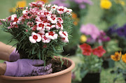 Low-maintenance Dianthus will attract birds and butterflies to your garden.