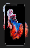 Betta Fish Wallpapers Screenshot 3 of 5