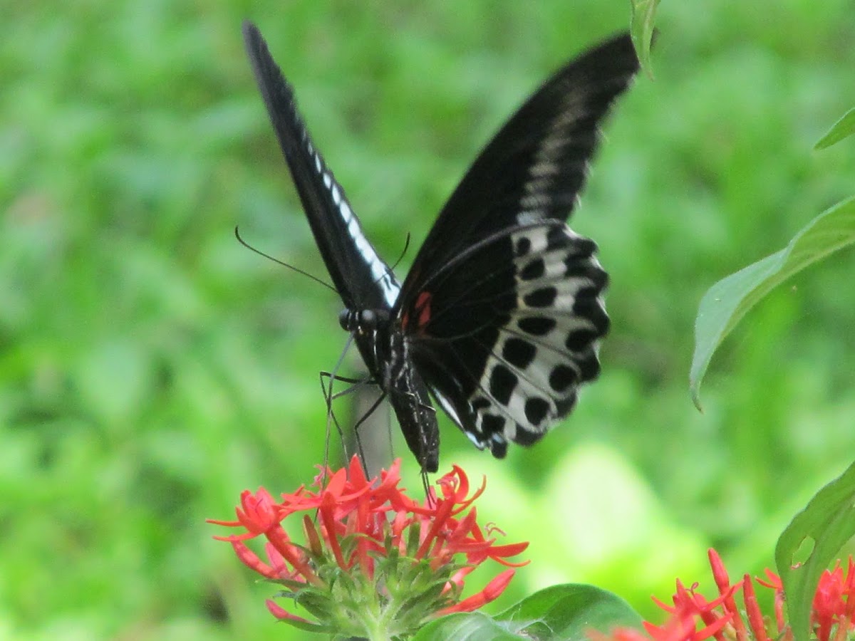 Blue Mormon