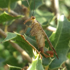 Scorpionfly