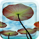 3D Water Lilies Live Wallpaper icon