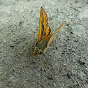 Pale Palm Dart