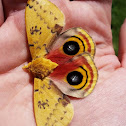 Io Moth