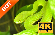 Snake HD New Tabs Popular Animals Themes small promo image