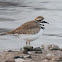 killdeer