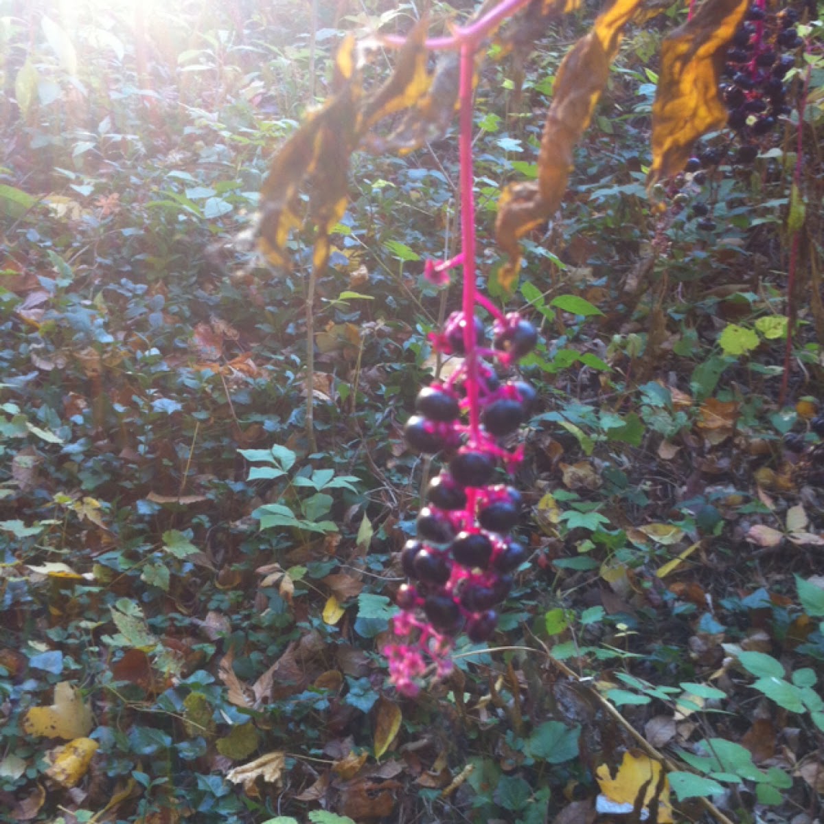 American pokeweed