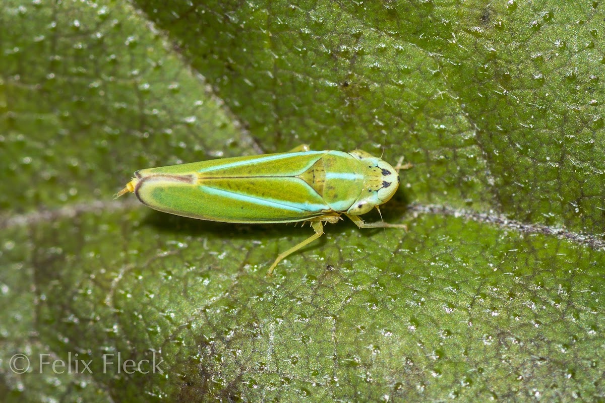 Sharpshooter Leafhopper