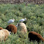 Cattle Egret