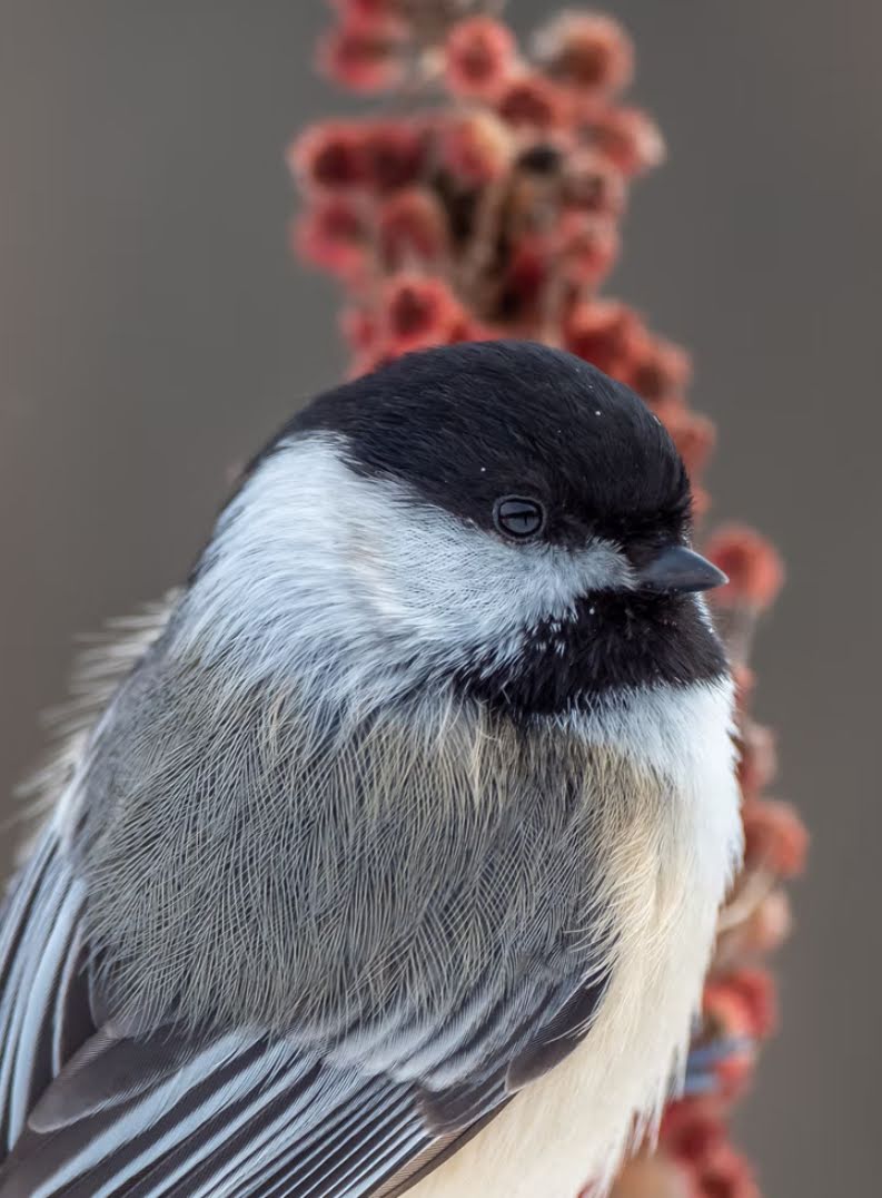 chickadee