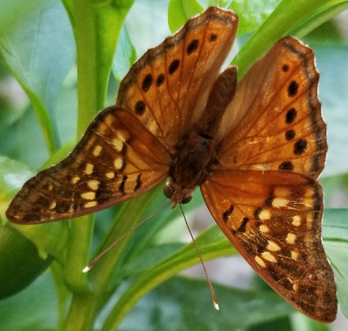 Hackberry emperor