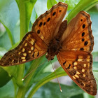 Hackberry emperor