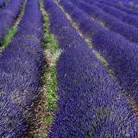 Lavanda infinita di 