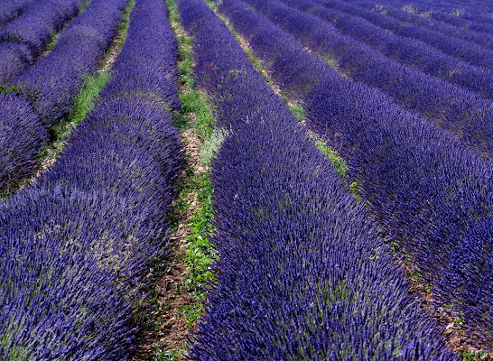 Lavanda infinita di Giorgio Lucca