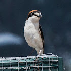 Woodchat Shrike; Alcaudón Común