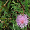 Mimosa pudica