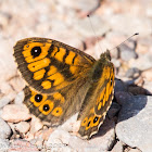 Speckled Wood