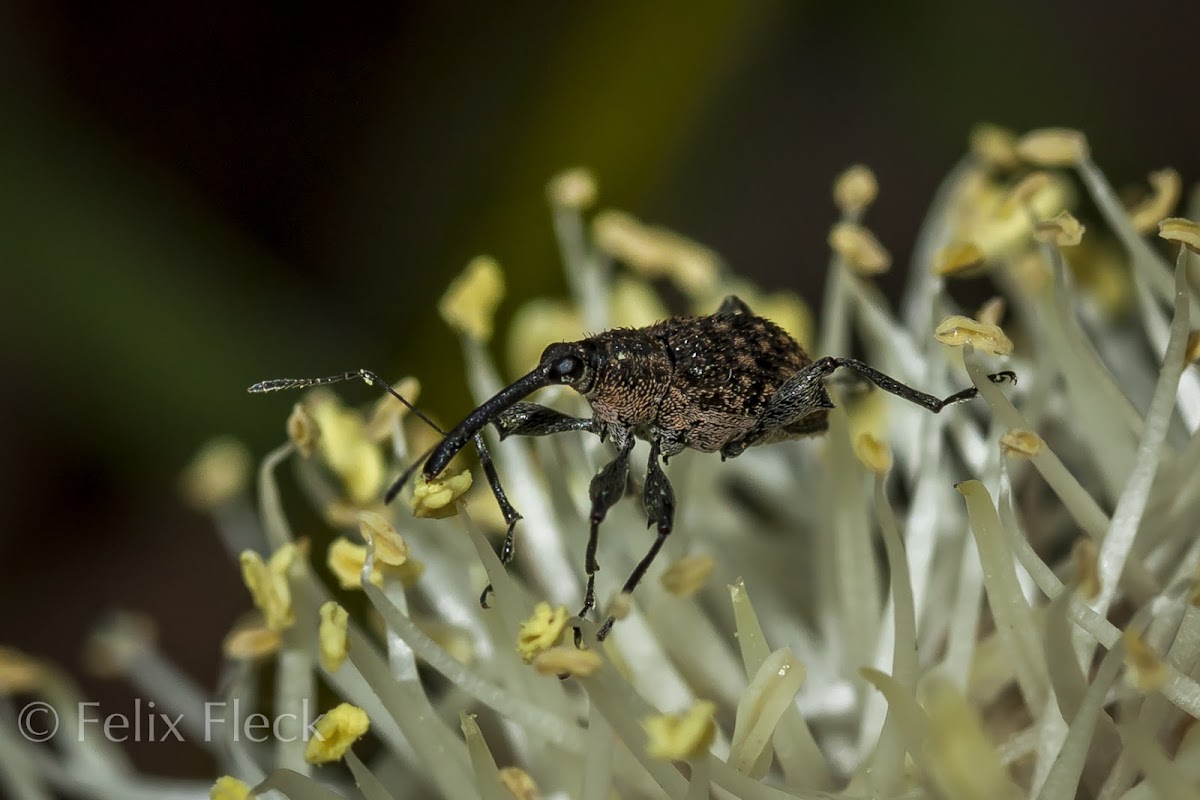 Flower Weevil