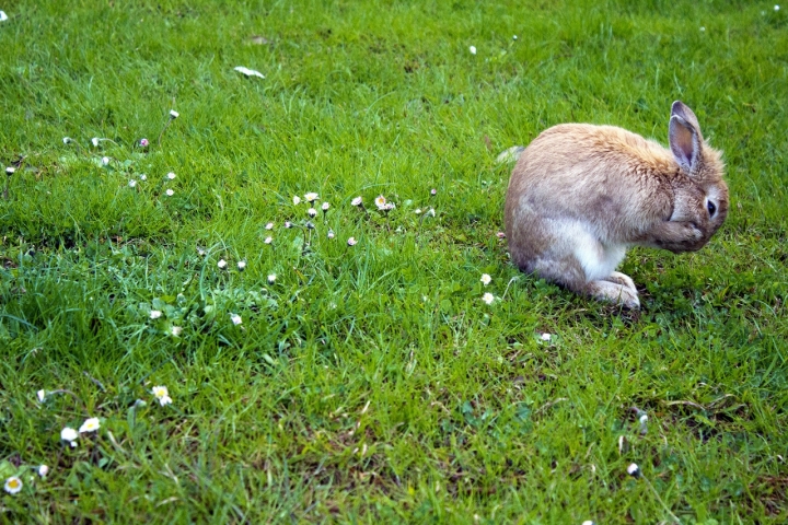 Pulizie di primavera di Naldina Fornasari