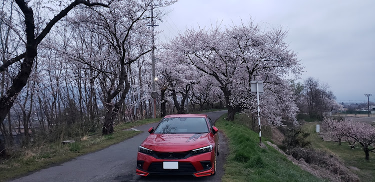 シビックの桜と愛車に関するカスタム事例の投稿画像6枚目