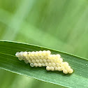 Stink Bug Eggs