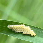 Stink Bug Eggs