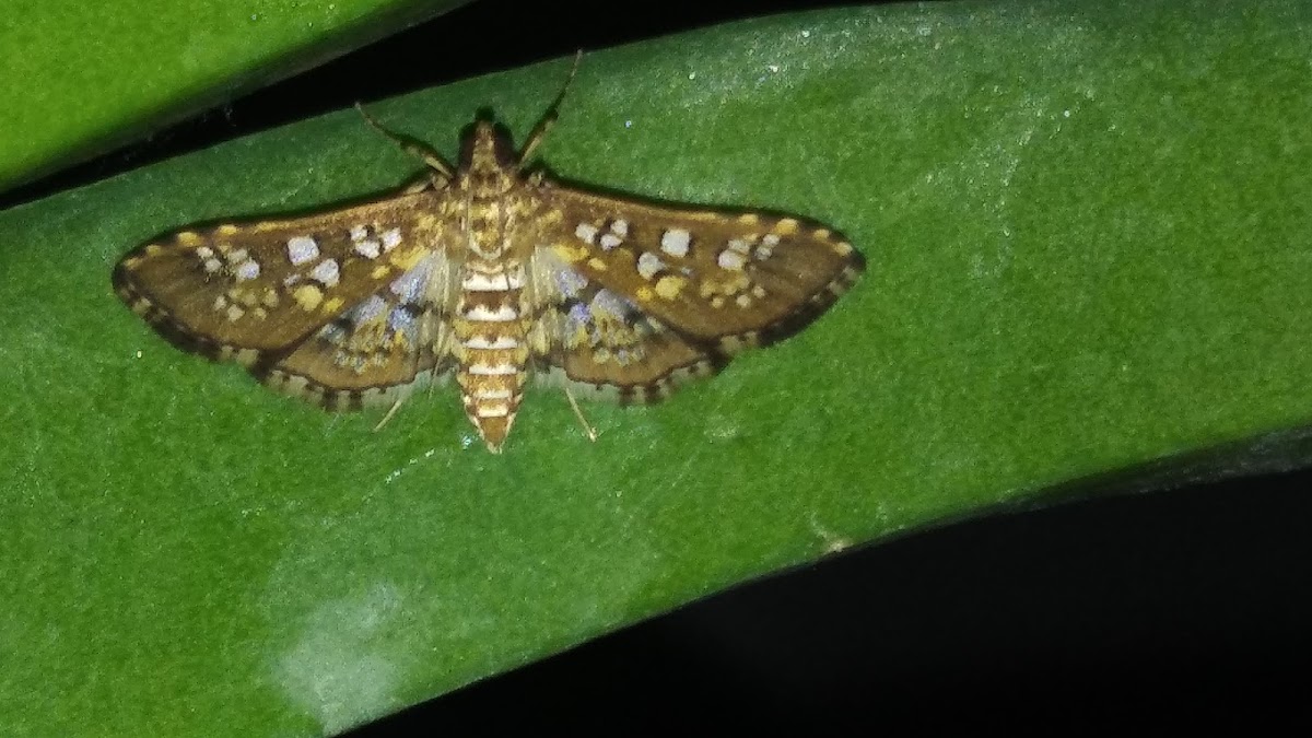 Baccatalis moth