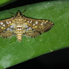 Baccatalis moth