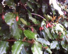 elaegnus fruit