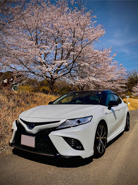 カムリの桜とコラボ・桜と愛車・洗車・ドライブに関するカスタム事例の投稿画像2枚目