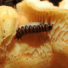 Pselaphacus signatus Larvae