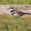 Killdeer