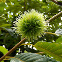 Japanese Chestnut