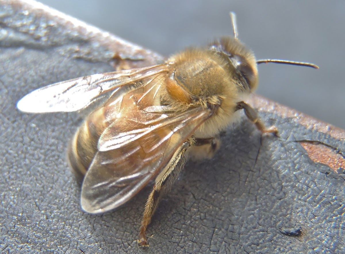 Western Honey Bee