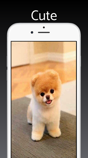 Screenshot Pomeranian Dog Wallpapers 4k