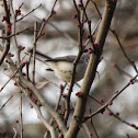 Blue-gray gnatcatcher