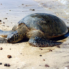 Green Sea Turtle