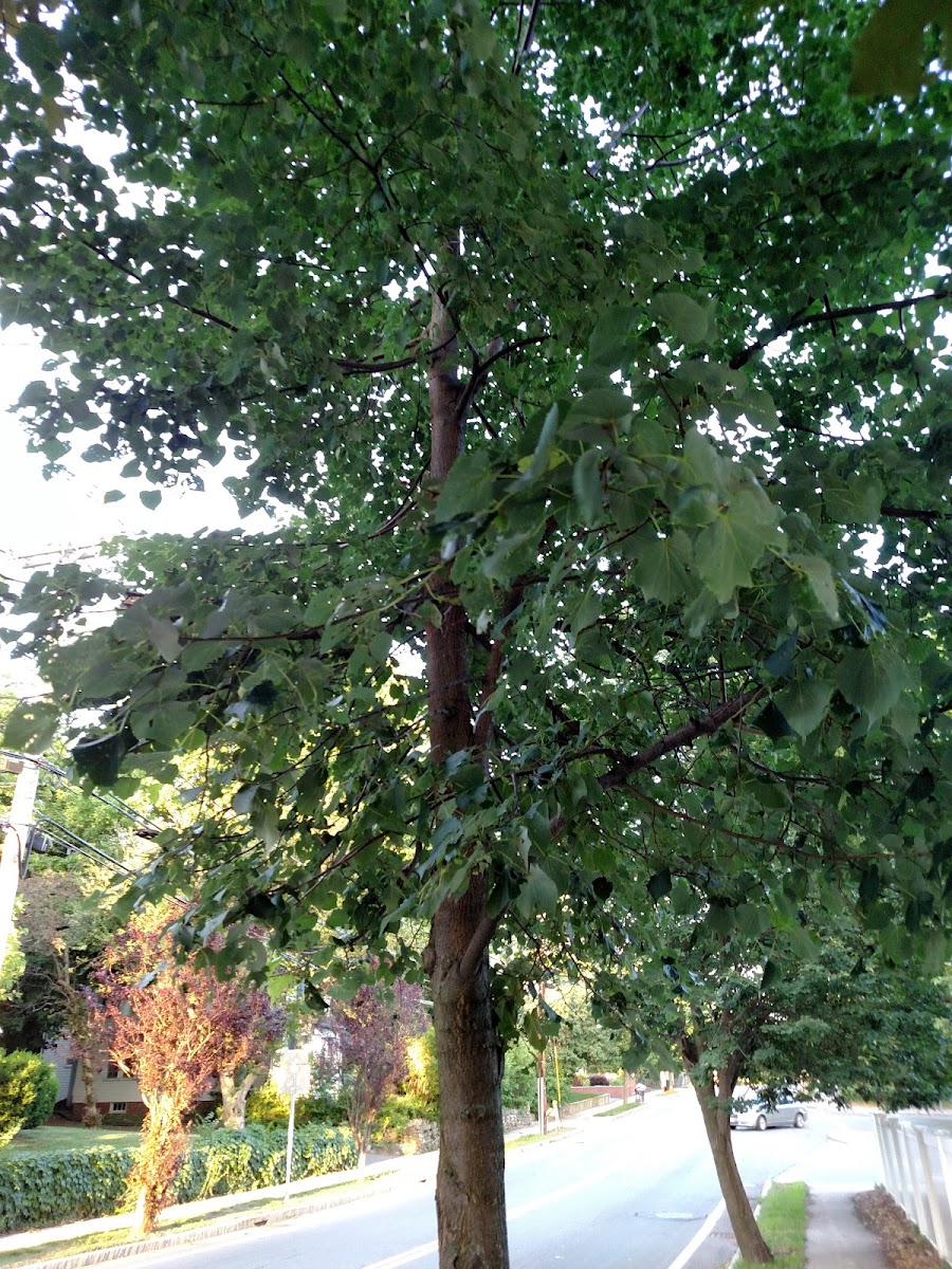 European Linden