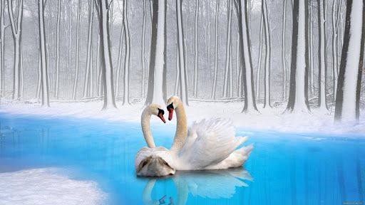Swan Live Wallpaper  backgrounds hd