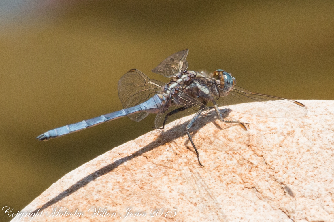 Epaulet Skimmer