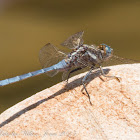 Epaulet Skimmer