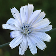 Chicory Jigsaw Puzzles  Icon