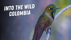 Into the Wild Colombia thumbnail