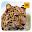 Leopard Wallpaper HD New Tab Theme©