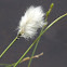 Tussock Cottongrass