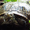 Florida Box Turtle