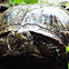 Florida Box Turtle