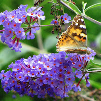 Volo nel colore di 