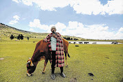 TAKING NO CHANCES: An armed cattle-herder in Leribe, Lesotho, yesterday as supporters of the country's main political rivals celebrated in anticipation of victory in Saturday's election