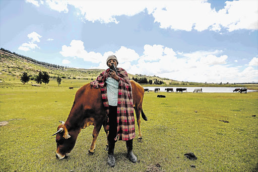 TAKING NO CHANCES: An armed cattle-herder in Leribe, Lesotho, yesterday as supporters of the country's main political rivals celebrated in anticipation of victory in Saturday's election